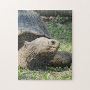 Puzzle Photo de tortue de la faune