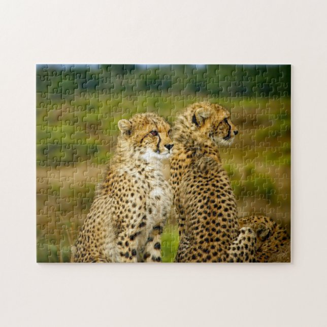 Puzzle Photo de Wildlife Cheetah (Horizontal)