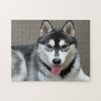 Puzzle Photo du chien Malamute de l'Alaska