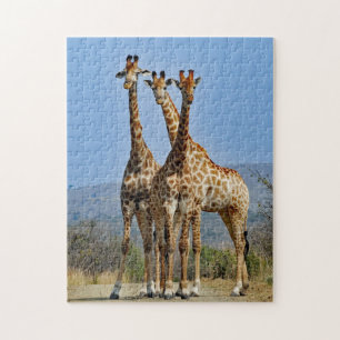 Puzzle Photo du troupeau de girafe de la faune