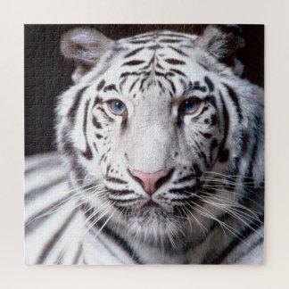 Puzzle Photo du visage du tigre du Bengale blanc