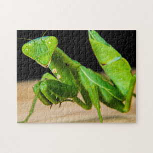 Puzzle photo en gros plan de Green Praying Mantis