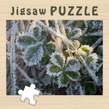Photo esthétique de feuilles hivernales recouverte