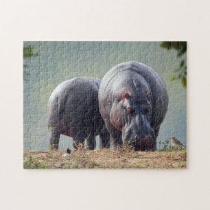 Puzzle Photo Hippo Faune