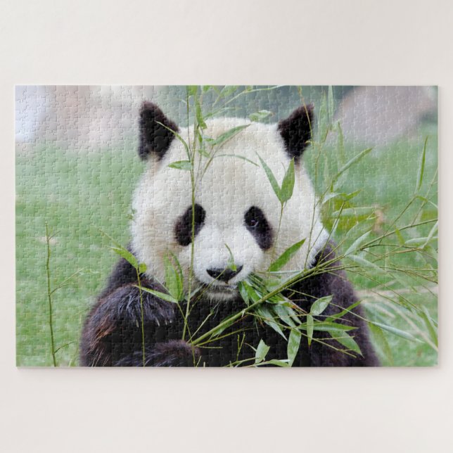 puzzle Photo panda géant, animaux 0341. (Horizontal)
