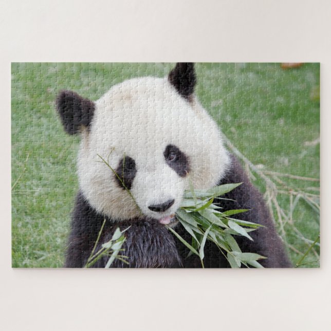 puzzle Photo panda géant, animaux 0342. (Horizontal)