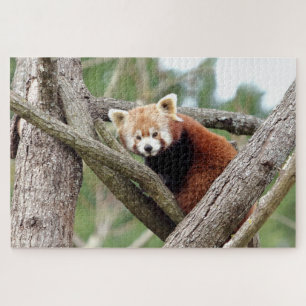 puzzle Photo panda rouge, animaux 0524.