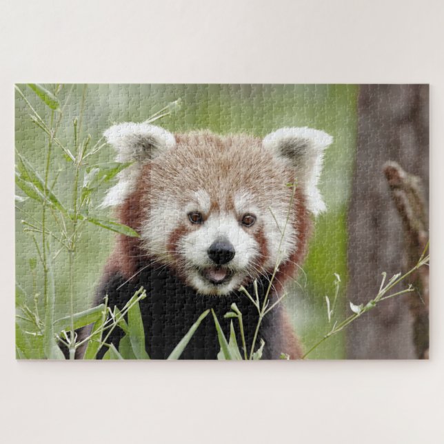 puzzle Photo panda rouge, animaux 0526. (Horizontal)