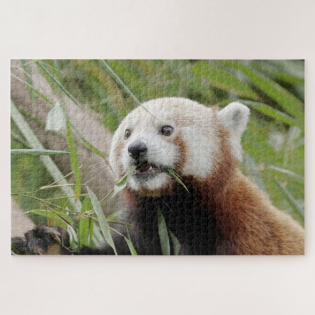 puzzle Photo panda rouge, animaux 0528. (Horizontal)