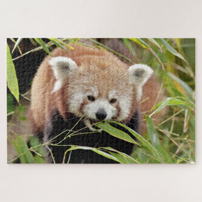 puzzle Photo panda rouge, animaux 0529. (Horizontal)
