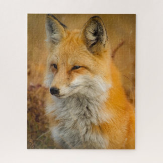 Puzzle photo Red Fox