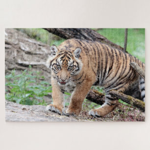 Puzzle Photo tiger, animaux 0310.