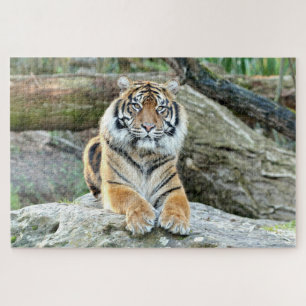 Puzzle Photo tiger, animaux 0313.