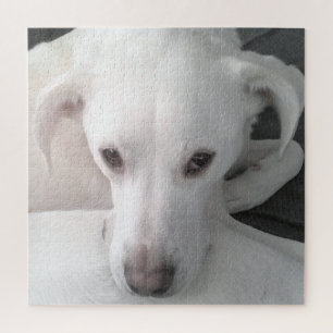 Puzzle Photo unique de White Labrador Retriever Mix Dog