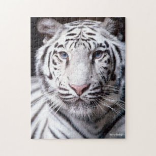 Puzzles Chat Tigre Zazzle Fr