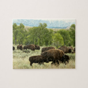 Puzzle Photographie d'animaux de nature de bisons du Wyom