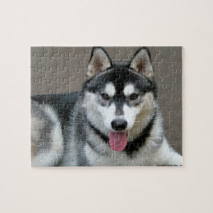 Puzzle Photographie de chien de Malamute d'Alaska