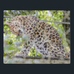 Puzzle Photographie de la faune du lavage de léopard<br><div class="desc">Un coup de chance au zoo avec mon objectif zoom de ce magnifique léopard se laver ! Veuillez noter que si vous choisissez une taille avec un rapport d'aspect différent de celui indiqué ici (en particulier si la forme carré), le design peut devoir être ajusté pour s'adapter, sinon une zone...</div>