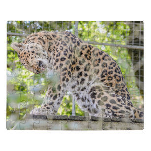 Puzzle Photographie de la faune du lavage de léopard