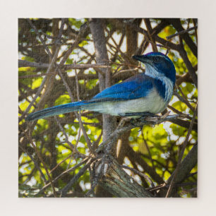 Puzzle Photographie de la faune et de la nature du Geai b
