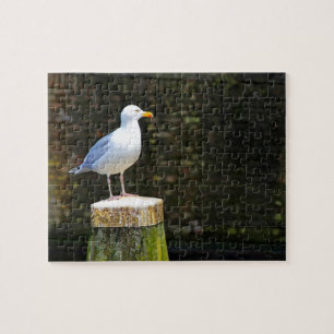 Puzzle Photographie de Mouette Côtière