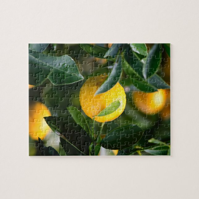 Puzzle Photographie des fruits des citronniers (Horizontal)