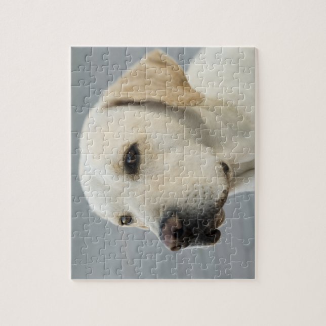 Puzzle Photographie d'or de labrador retriever (Vertical)
