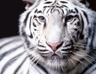 Puzzles Chat Tigre Zazzle Fr