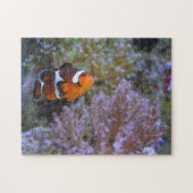 Photographie sous-marine de poisson clown, anémone