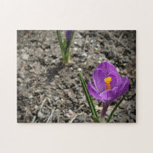 Puzzle Photos de fleurs de Crocus jaune et violet au prin