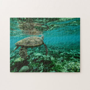 Puzzle Photos nautiques Animaux marins Photographie Poiss
