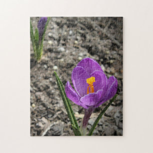 Puzzle Photos printanière violet et jaune de Crocus J