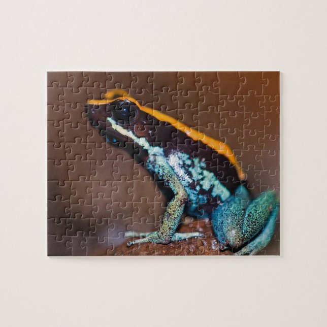 Puzzle Phyllobates vittatus, une grenouille à flèche empo (Horizontal)