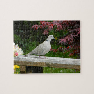 Puzzle Pigeon