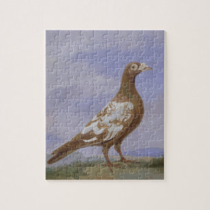 Puzzle Pigeon voyageur pie rouge (huile sur la toile)