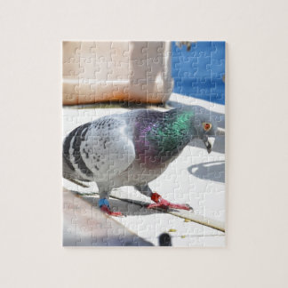 Puzzle Pigeon voyageur sur un yacht