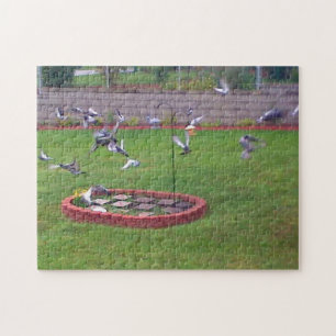 Puzzle Pigeons Atterrissage Décollage Oiseaux Alimentatio