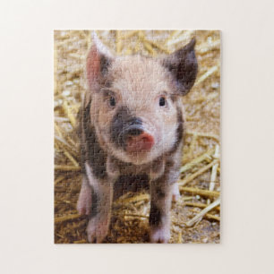 Puzzle Piglet Cute Kune Kune