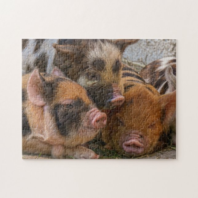 Puzzle Piglets KuneKune (Horizontal)