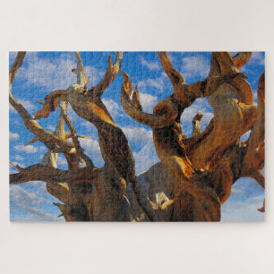 Puzzle Pin Bristlecone