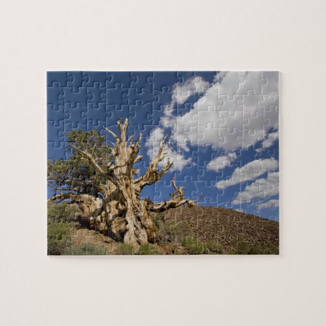 Puzzle Pin Bristlecone dans l'Ancient Bristlecone Forest, (Horizontal)