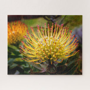 Puzzle Pin Cushion Protea Flowers sur Maui