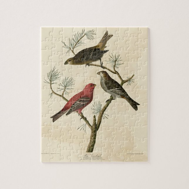 Puzzle Pine Grosbeak de Audubon's Birds of America (Vertical)