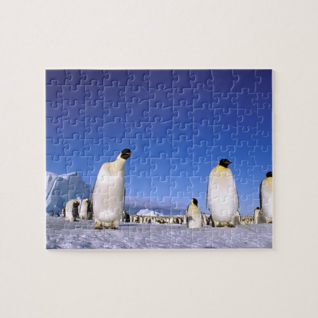 Puzzle Pingouin | Antarctique, péninsule Antarctique (Horizontal)