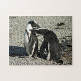Puzzle Pingouins africains se toilettant