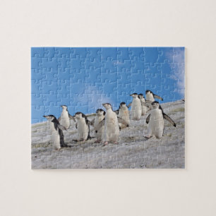 Puzzle Pingouins   Pygoscelis Antarctique