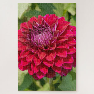 Puzzle Pink Dahlia Delight : Belle Photographie Fleur