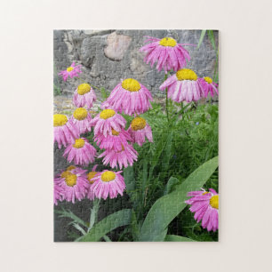 Puzzle Pink Peint marguerite Fleurs Nature photographie