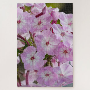 Puzzle Pink Phlox, Canadien Merveilleux