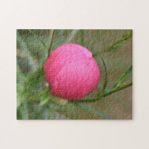 Puzzle Pink Summer Flower Dewdrops Nature Photographie